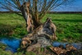 Old decaying tree next to a stream Royalty Free Stock Photo