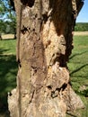 Old Decaying Tree Trunk with holes from Woodpeckers