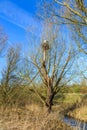 Old decaying trees and broken branches with Stork nest