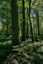 Old deciduous forest in summer midday Royalty Free Stock Photo