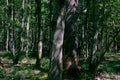 Old deciduous forest in summer midday Royalty Free Stock Photo