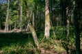 Old deciduous forest in summer midday Royalty Free Stock Photo