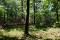 Old deciduous forest in summer midday Royalty Free Stock Photo