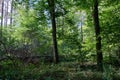 Old deciduous forest in summer midday Royalty Free Stock Photo