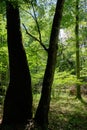 Old deciduous forest in summer midday Royalty Free Stock Photo