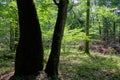 Old deciduous forest in summer midday Royalty Free Stock Photo