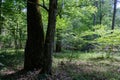 Old deciduous forest in summer midday Royalty Free Stock Photo