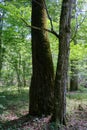 Old deciduous forest in summer midday Royalty Free Stock Photo