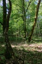 Old deciduous forest in summer midday Royalty Free Stock Photo