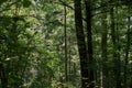 Old deciduous forest in summer midday Royalty Free Stock Photo