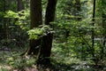 Old deciduous forest in summer midday Royalty Free Stock Photo