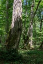 Old deciduous forest in summer midday landscape Royalty Free Stock Photo