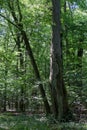 Old deciduous forest in summer midday landscape Royalty Free Stock Photo