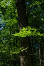 Old deciduous forest in summer midday Royalty Free Stock Photo