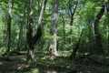 Old deciduous forest in summer midday landscape Royalty Free Stock Photo