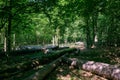 Old deciduous forest in summer midday Royalty Free Stock Photo