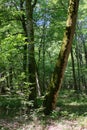 Old deciduous forest in summer midday Royalty Free Stock Photo