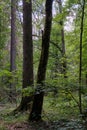 Old deciduous forest in summer midday Royalty Free Stock Photo