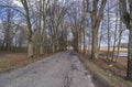 Old deciduous trees along the asphalt road in Poland. Tree lined country road. Royalty Free Stock Photo