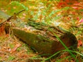 Old, decrepit stump, moss, fern leaves. forest. Travel to Ukraine.