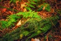 Old, decrepit stump, moss, fern leaves. forest. Ukraine.