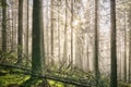 Old deep misty forest with sun rays.