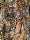 Old deep textured redwood bark