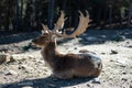 An old deer in the Pyrenees sitting on the ground in the Parc Animalier Royalty Free Stock Photo