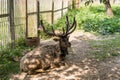 Old deer resting in the shade Royalty Free Stock Photo