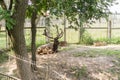 Old deer resting in the shade Royalty Free Stock Photo
