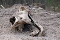 old deer skull lying on the ground