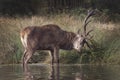 Old deer stag maintaining his antlers Royalty Free Stock Photo