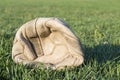 Old deflated soccer ball on the soccer field grass Royalty Free Stock Photo