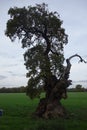 Old Deformed Oaktree