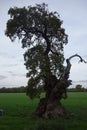 Old Deformed Oaktree Royalty Free Stock Photo