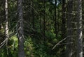 The old dense impassable forest of the island of Valaam