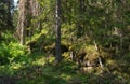 The old dense impassable forest of the island of Valaam Royalty Free Stock Photo