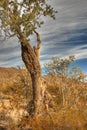 Old Desert Tree 1 Royalty Free Stock Photo