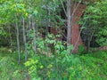 old and destroyed brick building in the forest. Royalty Free Stock Photo