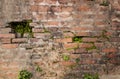 Old almost destroyed red brick wall with creeping plants on it. Location Nepal, Kathmandu, Pashupatinath