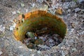 Old destroyed sewer well