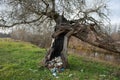 Old destroyed tree on the river bank and rubbish left by people Royalty Free Stock Photo