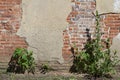 Old deteriorating clay brick wall texture showing faded and cracked paint Royalty Free Stock Photo