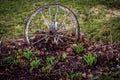 Deteriorating Buggy wheel in early spouting perennial garden Royalty Free Stock Photo