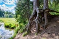 Old Devils tree near river