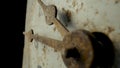 Old dial with rusty weathered hour and minute hands and numerals. White face of vintage clock with rust and dirt on