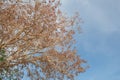 Old died leaf and branch tree in blue sky Royalty Free Stock Photo