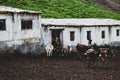 Old dilapidated farm, cowshed, located in the highlands