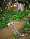 Old dilapidated wooden shed deserted inside the oil palm plantation. Royalty Free Stock Photo