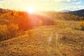 Old dirt path climbing into a golden fall forest landscape in Colorado with the bright light of sunset Royalty Free Stock Photo